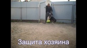 Бультерьер Терра. Охранное тестирование