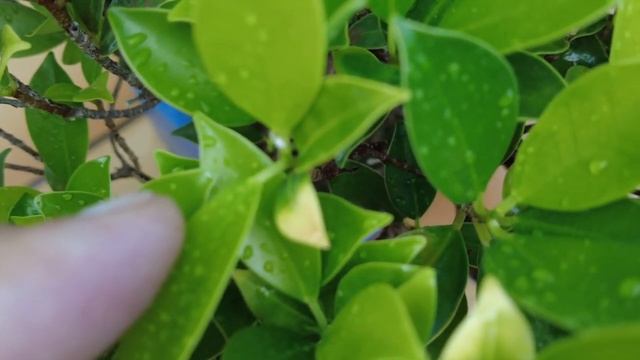 Плоды фикуса бонсай. Бонсай фикус ретуса "Зеленый Господин" приносит плоды! Bonsai Banyan Ficus