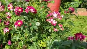 Роза Перпл Слэш