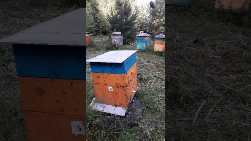 На главный взяток #bee