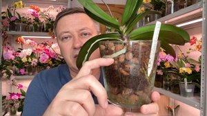 орхидеи эти НЕ ЖИВУТ сорта орхидей суицидниц! ВИДЕО В ЗАЩИТУ ЭТИХ ОРХИДЕЙ