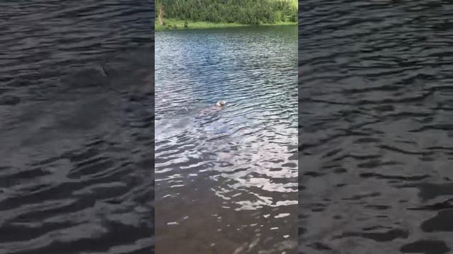 👾Baby Shark 🦈 #motivation #nature #lake #mountains #pitbull #doglover #dog #doglovers #swimming