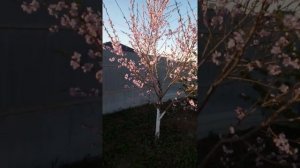 Цветение персика в средней полосе