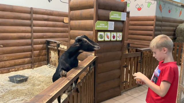 Трогательный зоопарк СПБ смотреть онлайн