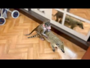 ОБХОХОЧЕШЬСЯ! Люся сделала из Сени ЕЗДОВУЮ НОСУХУ и развлекается весь вечер)))