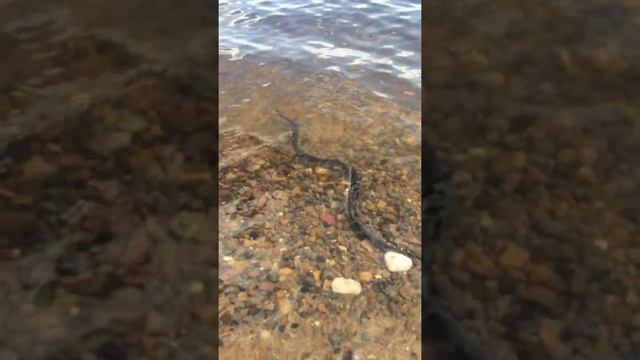 уж, змея под водой