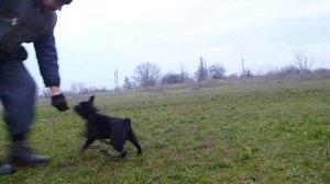 дрессировка французского бульдога . как развивать дрессировку щенка