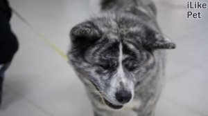 5 особенностей ухода за акита-ину