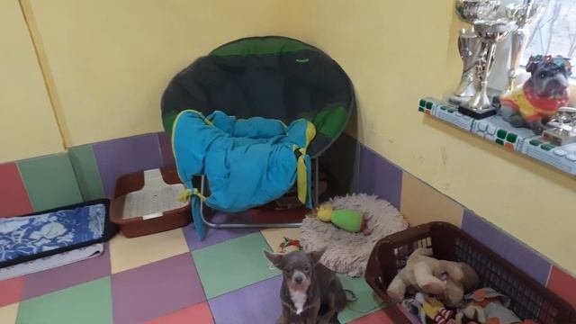содержание чихуахуа, стая собак, питомник Кастропуло Крым Симферополь купить продам, условия продаж