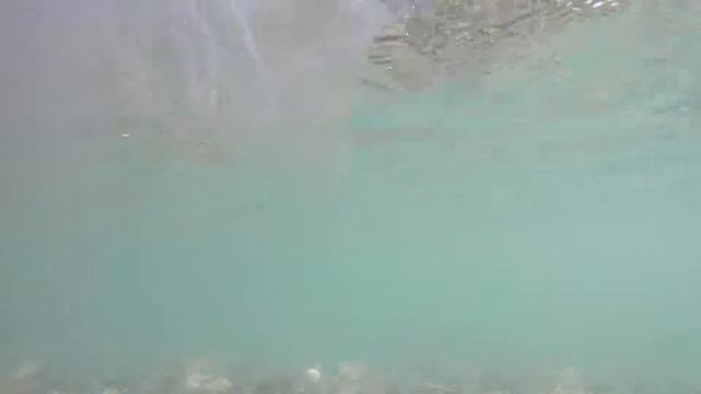 Медузы Черное море