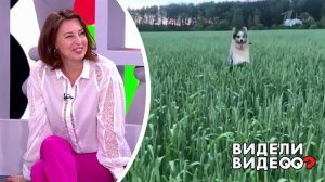 Овчарка прыгает по полю. Видели видео? Фрагмент выпуска от 06.09.2020