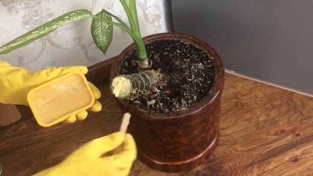 ДИФФЕНБАХИЯ. ОБРЕЗАЕМ РАСТЕНИЕ. СОДЕРЖАНИЕ И УХОД смотреть онлайн