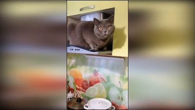 смешные котики