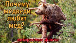 Почему медведи любят мёд? Интересные факты.
