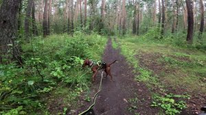 20.08.24 Байкджоринг, Балдик и Саша, в лесопарке Калининец. 2.5 км