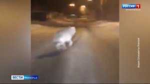 В регионе - новый случай нападения волка на собаку