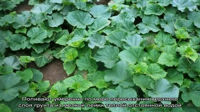 Раннеспелый гибрид огурцов «Гектор» для открытого грунта смотреть онлайн