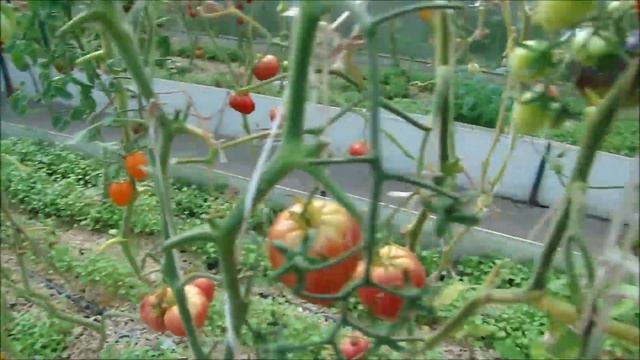 Погода как в Турции!!! Томатов море! смотреть онлайн