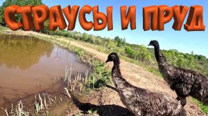 ПРУД ОТЖАЛИ СТРАУСЫ ! РЫБАЛКИ БОЛЬШЕ НЕ БУДЕТ !