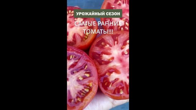 РАННИЕ СОРТА ПОМИДОР! ОБЗОР ЛУЧШИХ СОРТОВ ТОМАТОВ!
