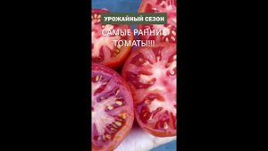 РАННИЕ СОРТА ПОМИДОР! ОБЗОР ЛУЧШИХ СОРТОВ ТОМАТОВ!