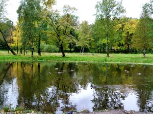 Уточки в парке  " Куракина дача " Санкт - Петербург