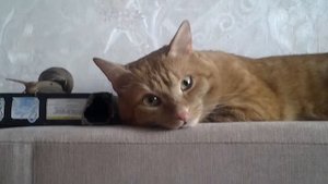 (Улитка шоу) музыка и кот