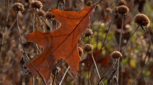 Finding peace: Unlocking a moment of serenity