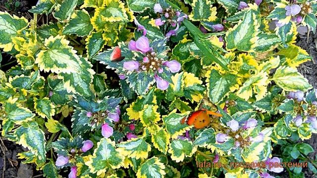 Яснотка пятнистая Голден Эннивесари ? обзор: как сажать, саженцы яснотки Голден Эннивесари смотреть онлайн