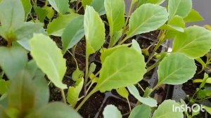 Цветочная рассада