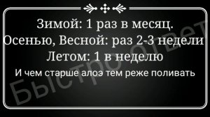 Как часто поливать алое