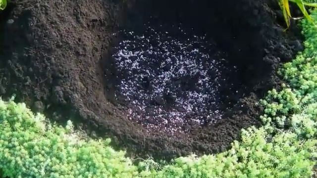 Посадка гиацинтов смотреть онлайн