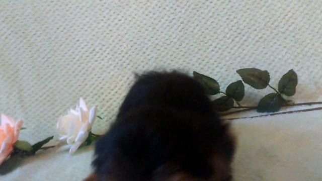 Гибискус смотреть онлайн