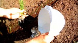 ПРАВИЛЬНЫЙ ПОСЕВ ЛУКА НА РАССАДУ! Лук из семян за один сезон.