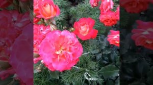 Мидсаммер роза