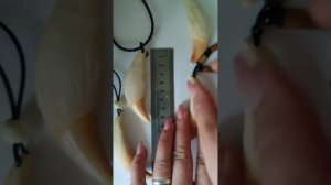 клык медведя 8 см