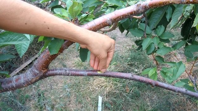 ОСЕННЯЯ ОКУЛИРОВКА ПРИВИВКА ПОЧКОЙ