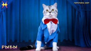 КАКОЙ ТЫ КОТИК ПО ЗНАКУ ЗОДИАКА