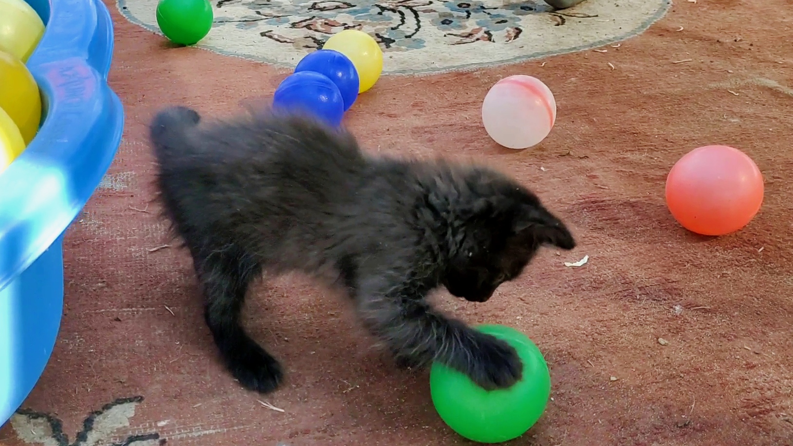 Черный котенок играет с цветными мячиками.