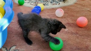 Черный котенок играет с цветными мячиками.
