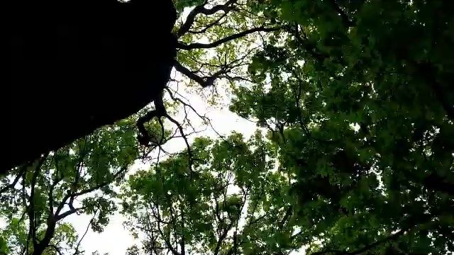 27 мая -День Сидора Огуречника.Что нельзя  и что можно делать в этот день