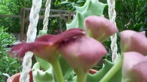 Huernia lavrani - stinky plant - carrion flower