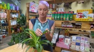 Хлорофитум гавайский Спайдер  - обзор сорта "гавайский паук"