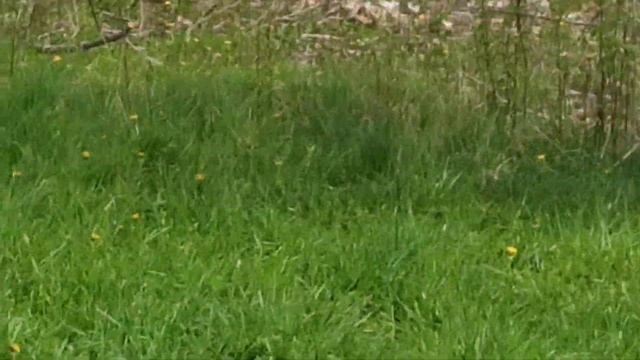 Что аист ест? смотреть онлайн