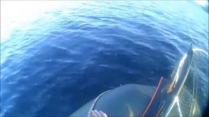 Лен.обл.рыбалка река Свирь,Ровское,Тохатсу зверь мотор, рыбы ноль. 05 09 2017