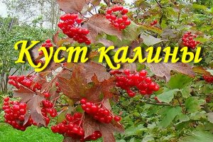 Куст калины