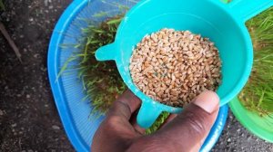 SPROUTING CHICKEN FEED 4 higher EGG PRODUCTION sprouting wheat for chickens Affordable chicken feed