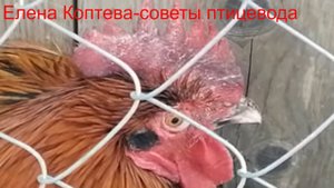 Инсульт у петуха?Посинел гребень.