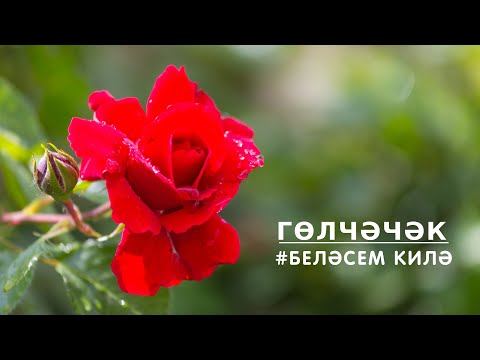 БЕЛӘСЕМ КИЛӘ: гөлчәчәк / Роза / Rose