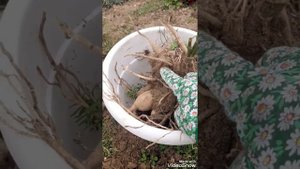 Как сохранить георгины зимой???🤗🤗🤗